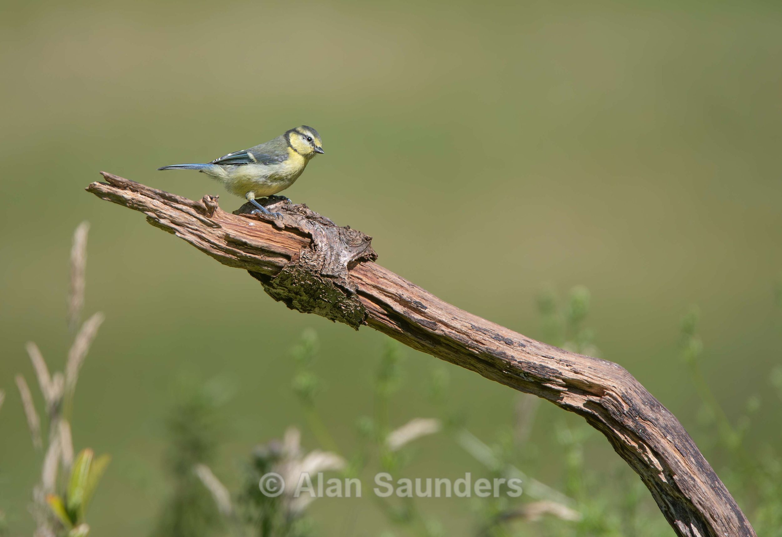 Blue Tit 2