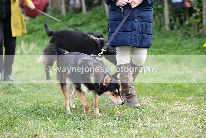 WJ5_9459 - Class 3 Most Handsome Dog