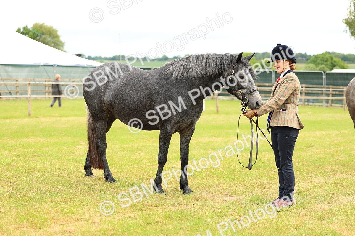 SBM_04123 - Class 64-67 - Shetland Pony In Hand