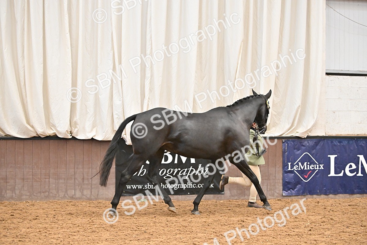SBM_000211 - Class 7 - ROR Tattersalls In Hand