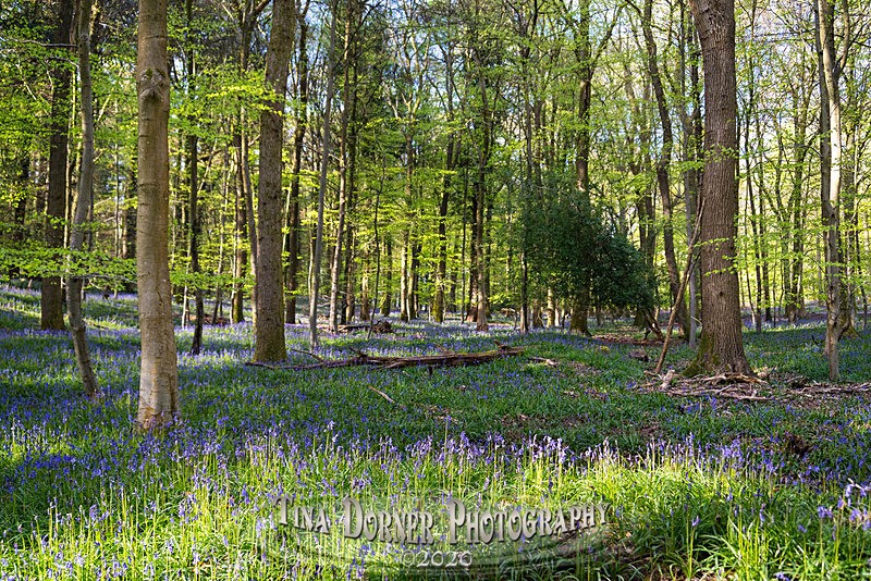 Bluebells at Bradley Hill - Spring & Summer in The Forest of Dean & Wye Valley and BLUEBELLS!