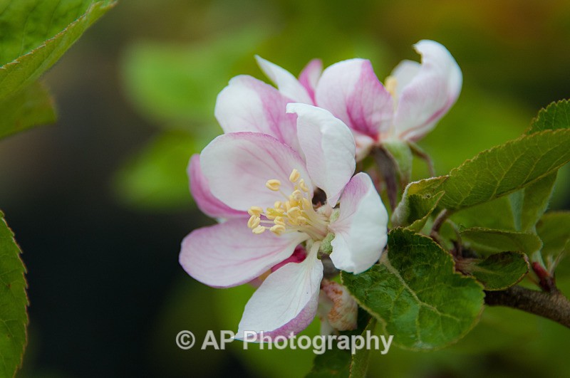 ACP_3403-1 - Plants