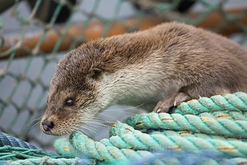 Otters, Isle of Mull, Scotland - OTTERS, ISLE OF MULL, SCOTLAND
