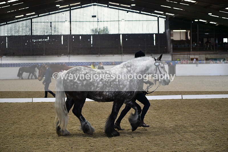 WJ5_4324 - Class 6 In hand M&M - Large Breeds