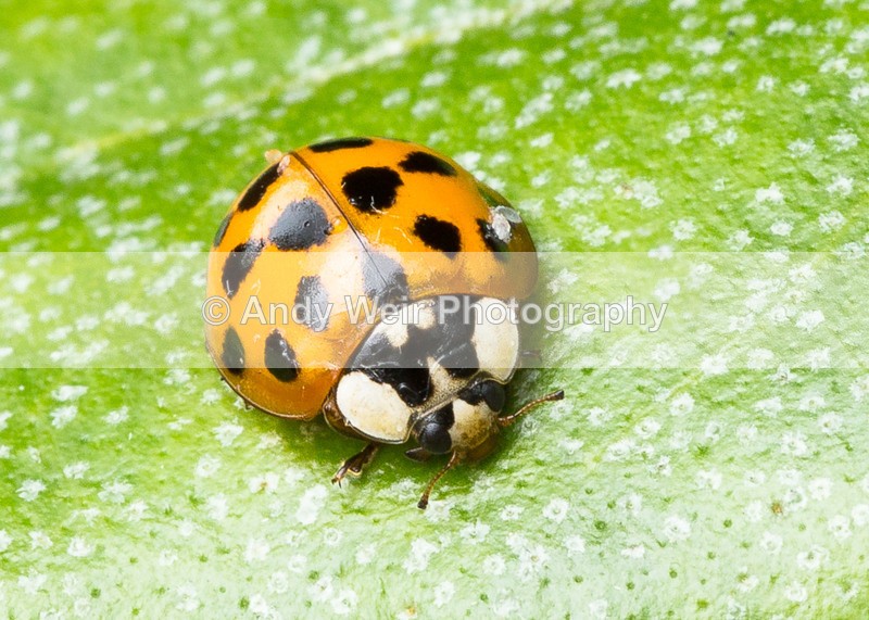 20160706-3K8A5805 - Insects