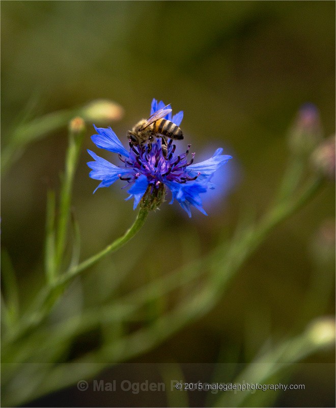 Cornflower and the Bee - Flora & Fauna