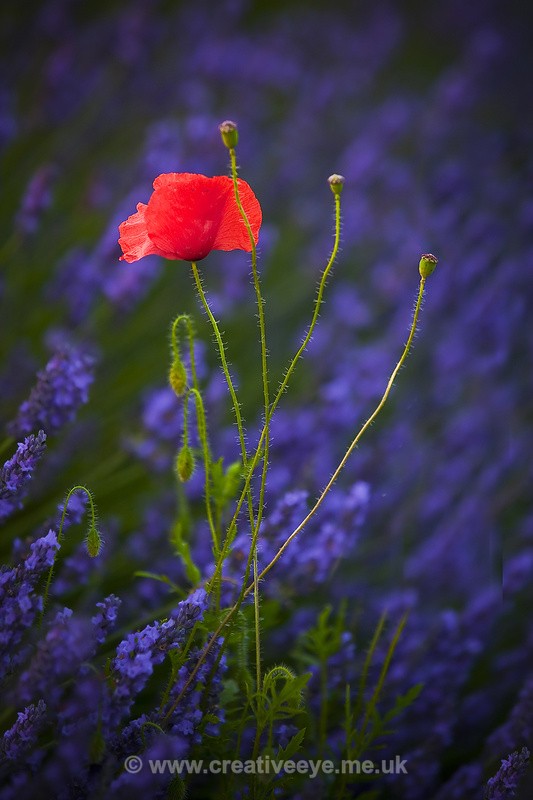 No.0020. 'Lone Poppy' - Landscape