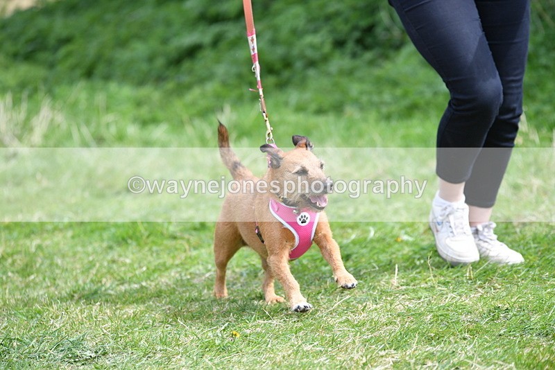 WJ5_0468 - Class 7 Best Terrier