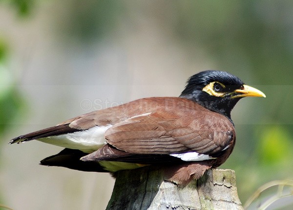 Mynah bird - Wildlife