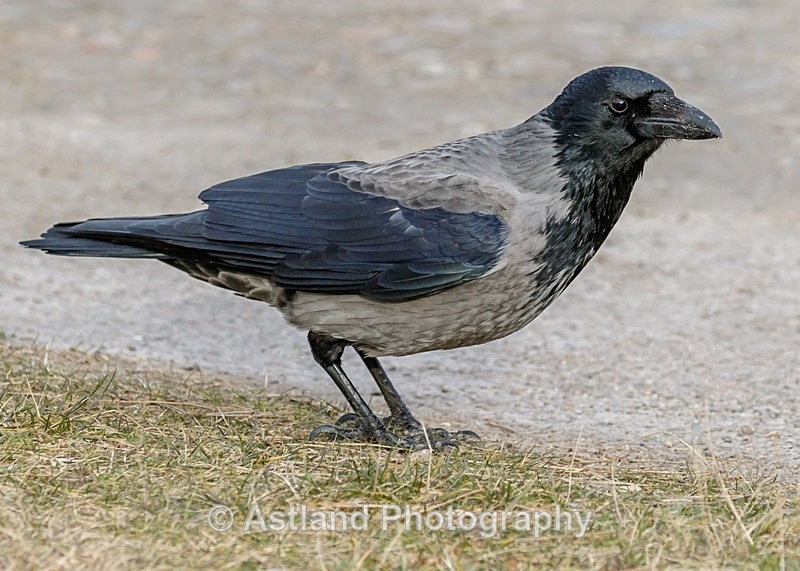 Astland Photography, Bird and Wildlife Images, Susan and Peter Wilson, U.K.