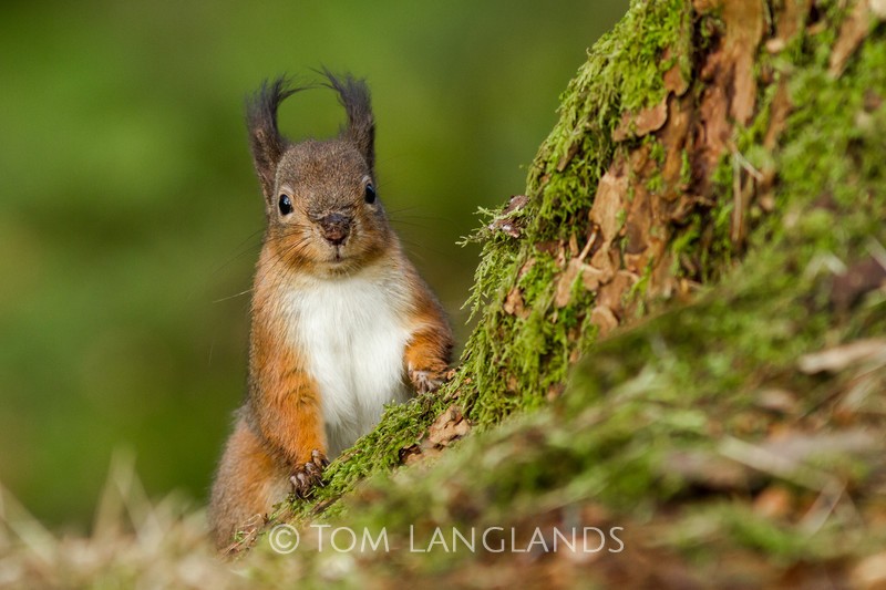 Red Squirrel - Red Squirrels