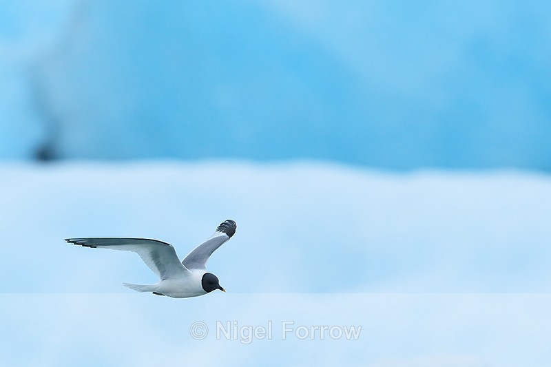 Sabine's Gull flying, Jokulsarlon, Iceland - Sabine's Gull