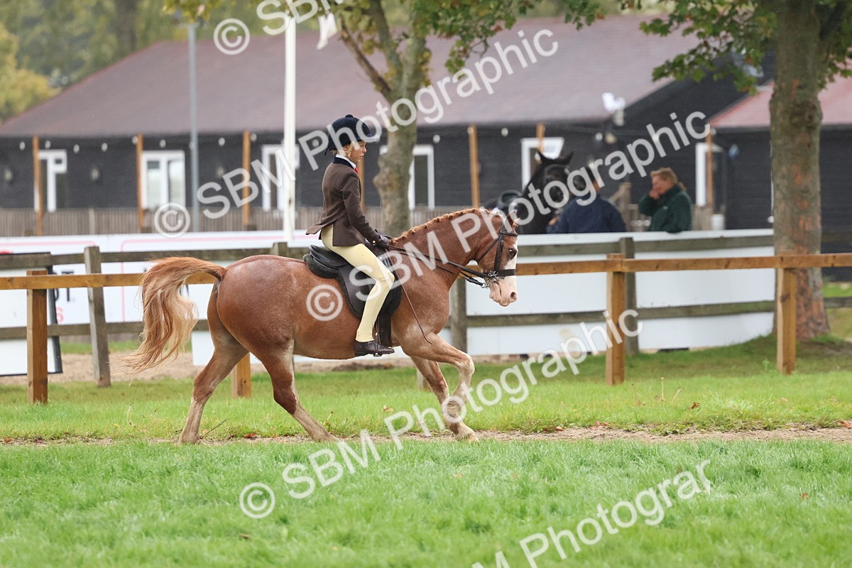 SBM_73071 - S63 Show Pony & Show Hunter Pony Ridden