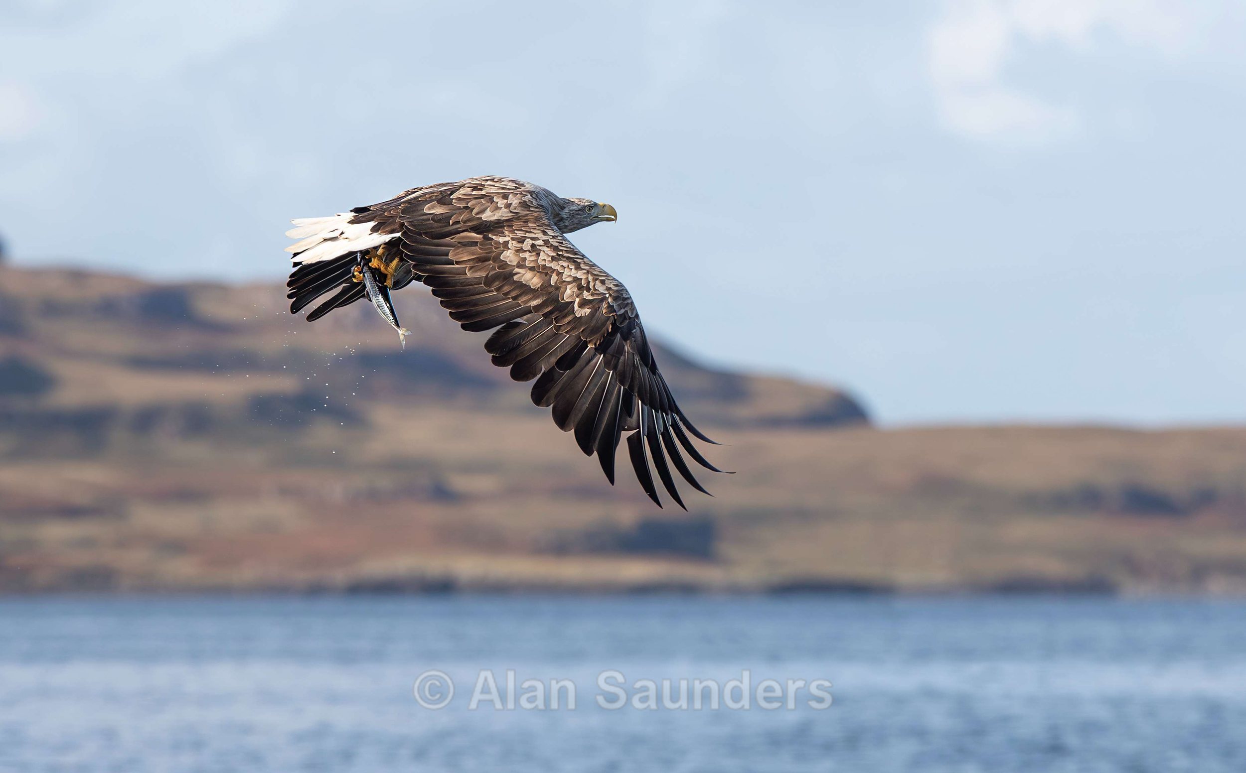 White Tailed Eagle 117