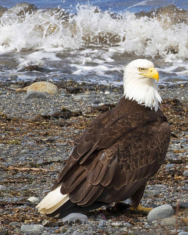  - Bald Eagles