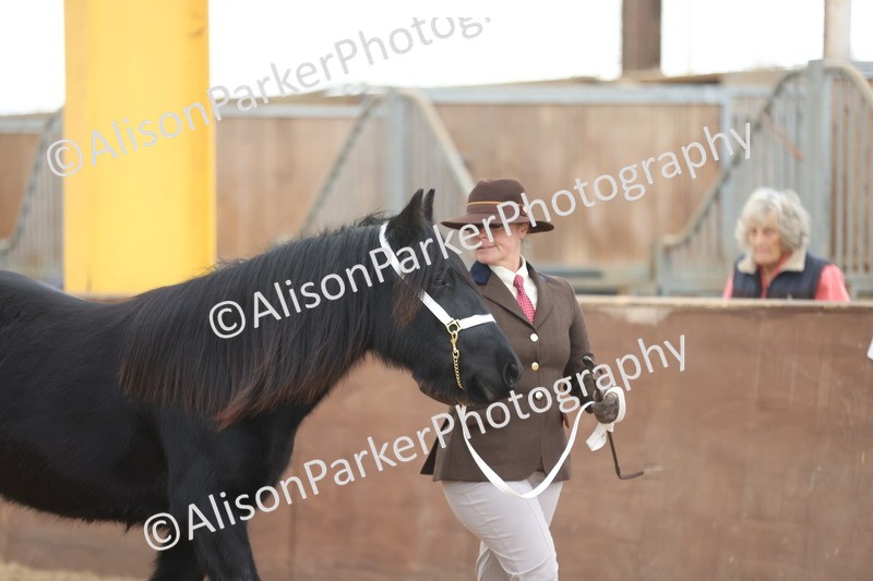 20251109-0849 - Class 25 - Yearling, Colt, Filly or Gelding