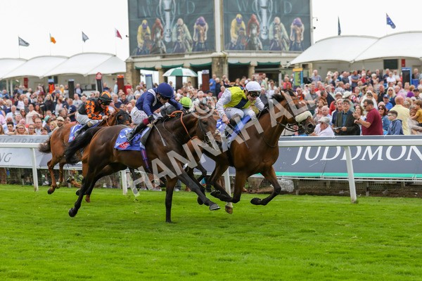 230823-Race 5-Forza Orta-4468 - Race 5 4.10pm Sky Bet Stayers Handicap