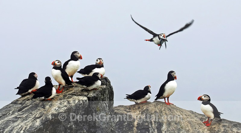 Puffin Powwow - Birds of Atlantic Canada