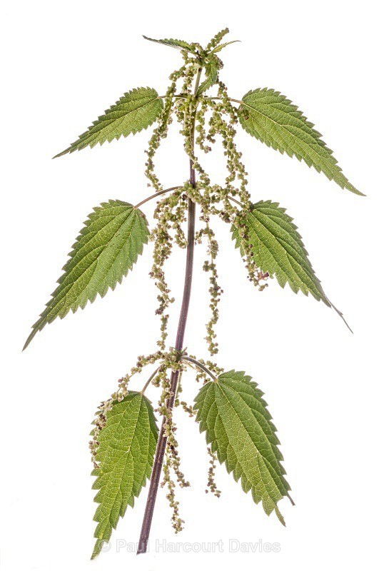 Common Nettle (Urtica dioica) MYN - Plants - WB