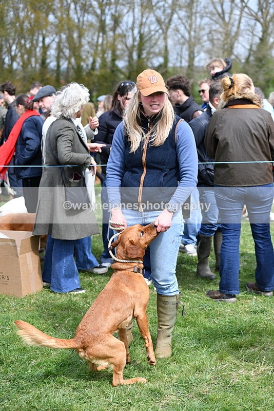 WJ5_9717 - Class 3 Most Handsome Dog