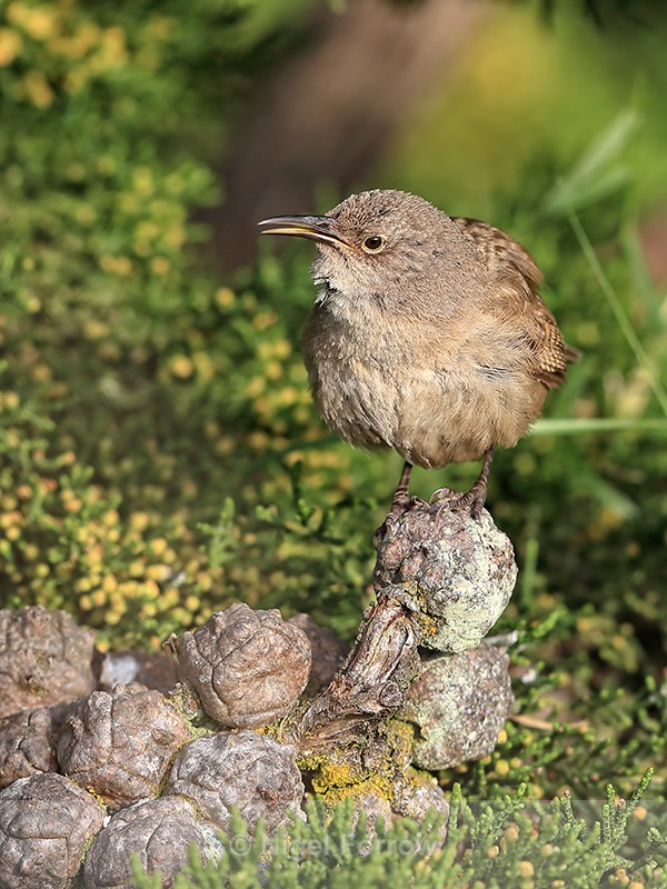 Cobb's Wren perched, Carcass Island, Falklands - Cobb's Wren