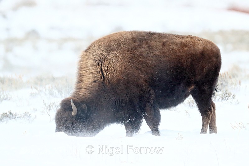 Bison feeding in blowing snow, Yellowstone National Park, Wyoming - Bison