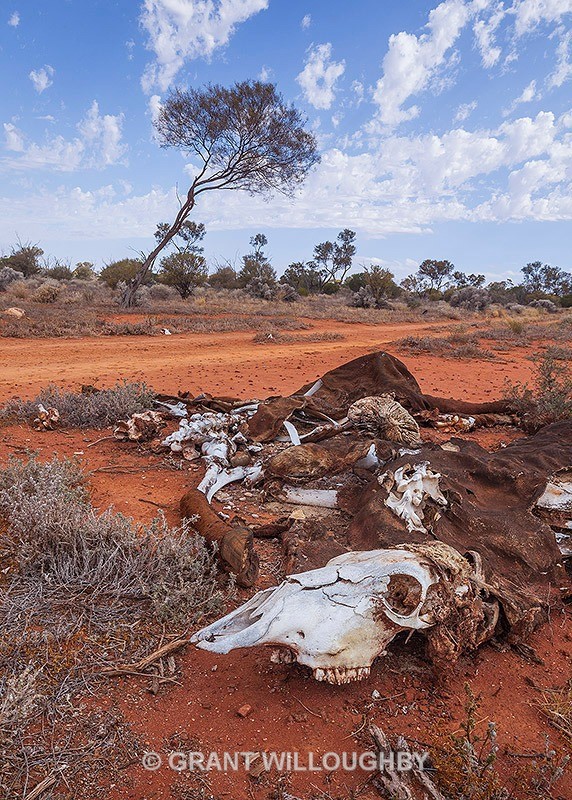 Bone Dry - Two years of drought outback - Australia