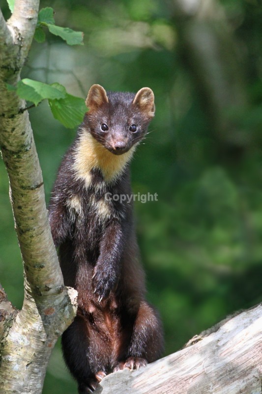 Pine Marten pictures in county louth ireland by noel marry