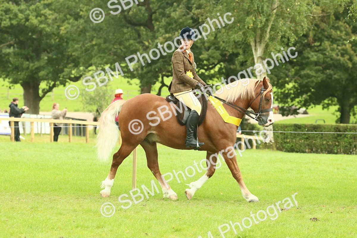 SBM_75009 - Ridden Pony Supreme Championship