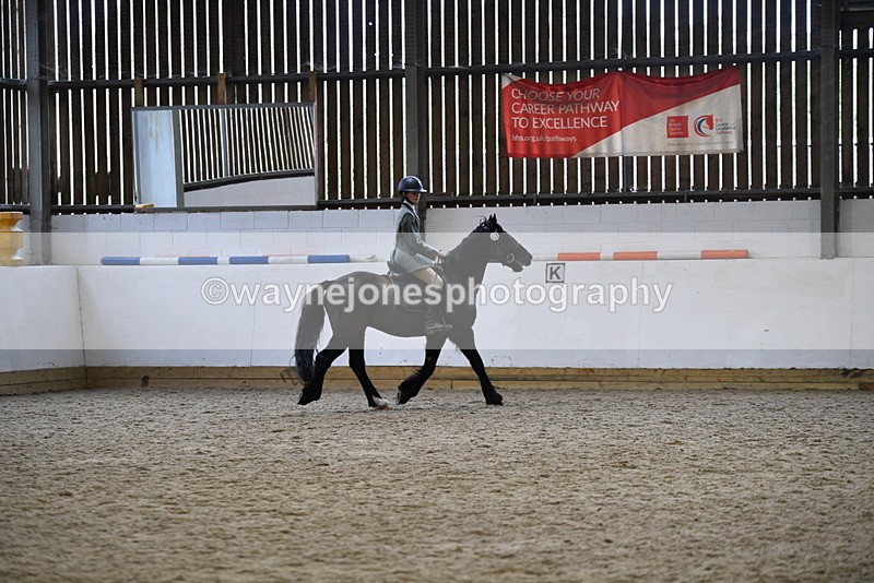 WJ5_7881 - Class 13 Ridden Part Breed