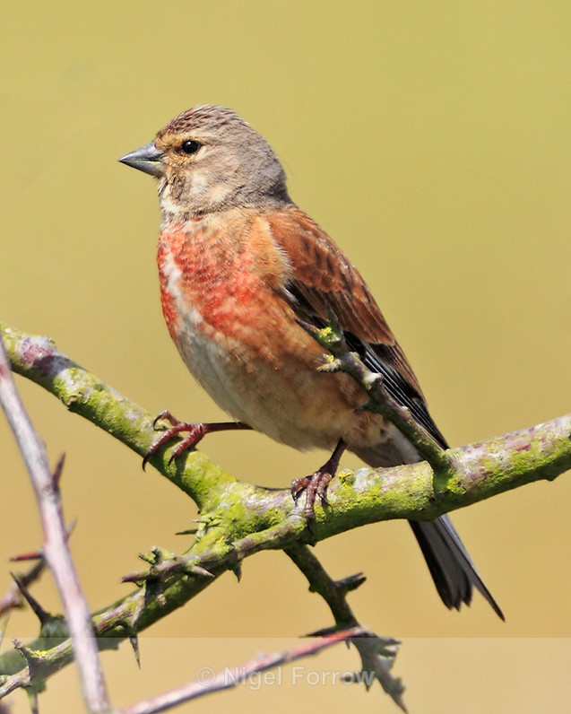 Linnet (male) perched on a branch near the cattle pens at Otmoor - Common Linnet