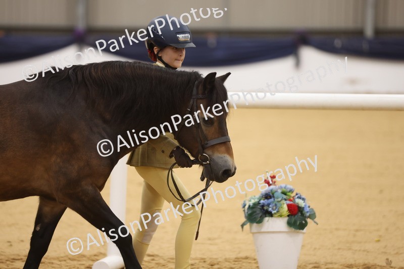 20260913-1099 - Class 110 - Bred In Other In Hand