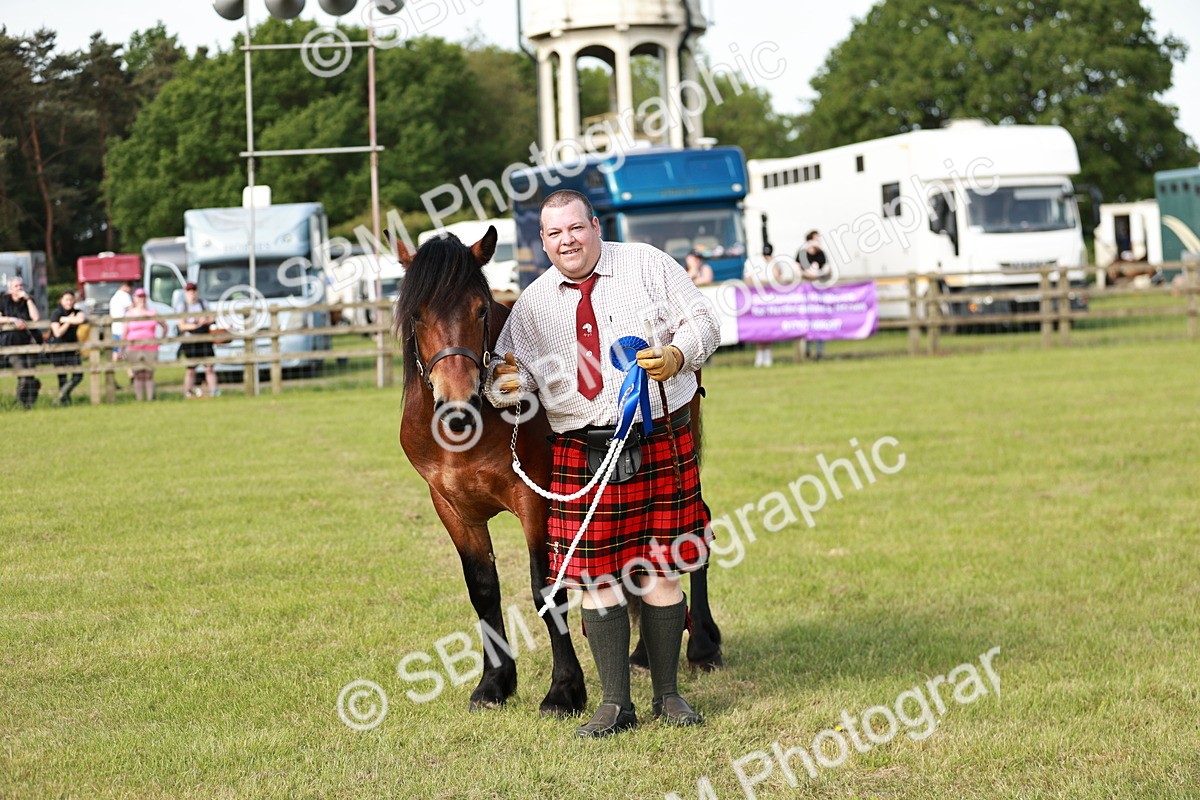 SBM_00765 - Class 14-23 - Mountain & Moorland In Hand Non Welsh