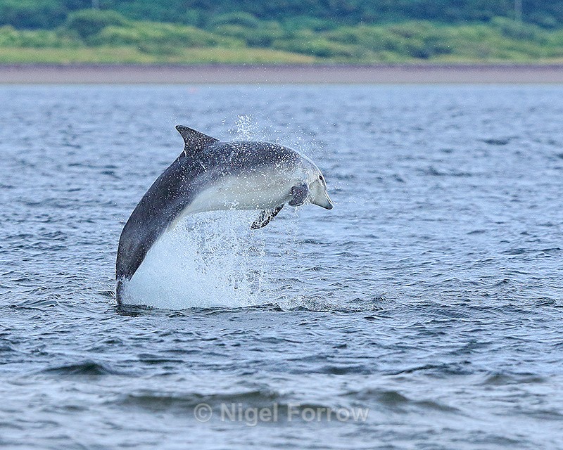 Bottlenose Dolphin breaching, Chanonry Point, Scotland - Dolphin