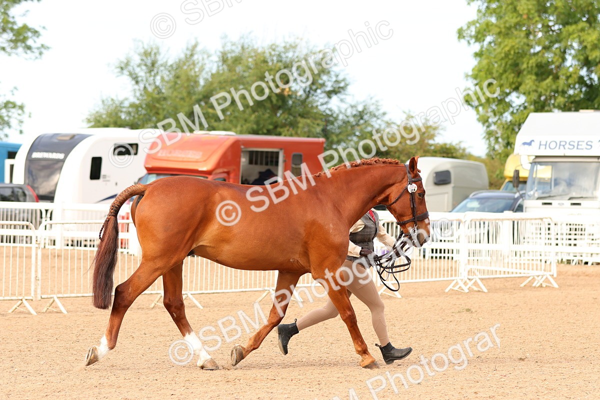 SBM_16597 - Class 702 - IH Show Horse - Pony