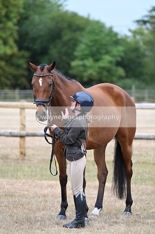 WJ7_9916 - Class 5a Most Handsome Gelding (above 14.2hh)