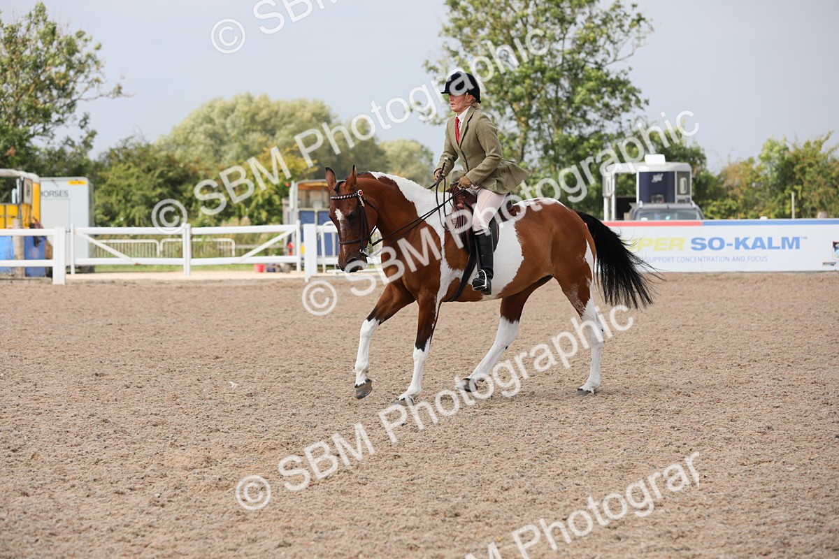 SBM_13352 - Class 308 Ridden Coloured Horse