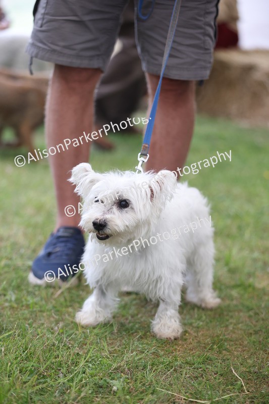 20250607-0349 - Class 9 - Scruffy or Fluffy