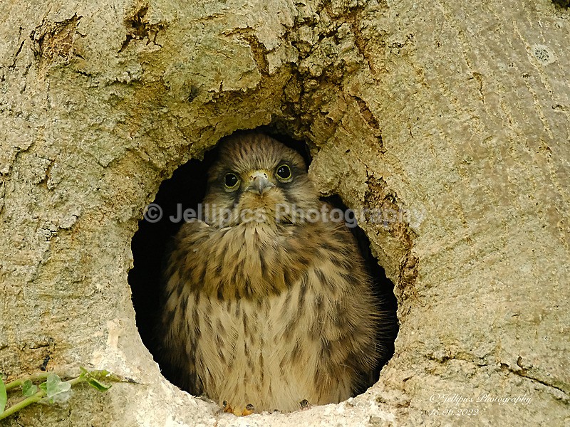  - Wildlife and Nature