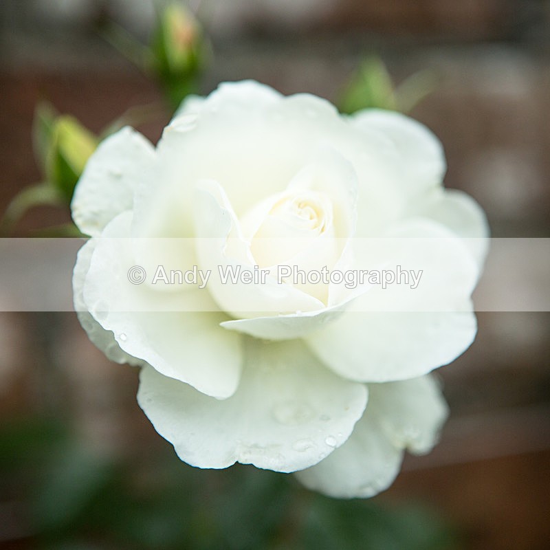 20131002-3K8A6765 - Plants & Flowers