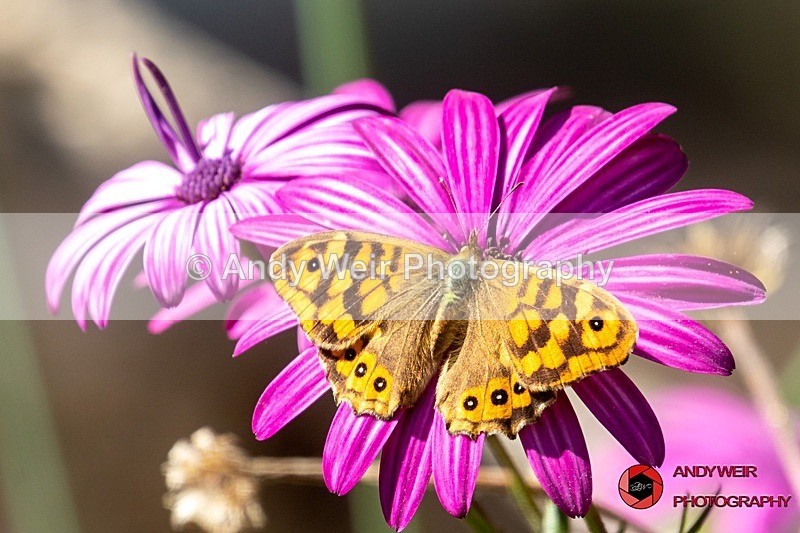 Speckled Wood - Butterflies & Moths