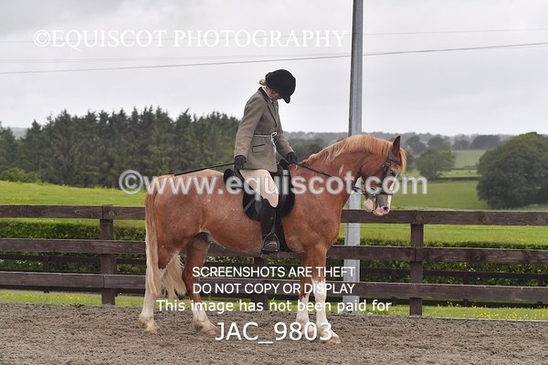 JAC_9803 - CLASS 2 Novice Working Hunter (0.60m - 0.70m)