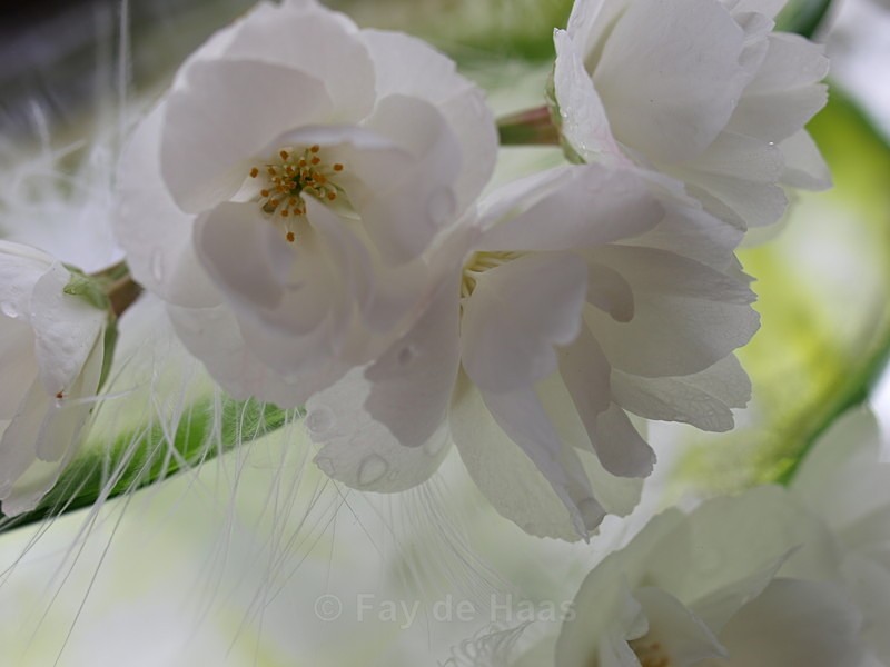  - Spring's Delights