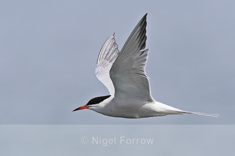 Close fly-past of Common Tern at Farmoor - Common Tern