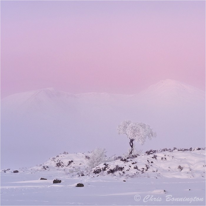 Lone Tree at Dawn - Landscapes - Colour
