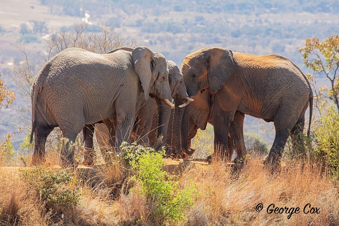 Elephants - South Africa - Limpopo