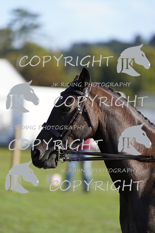_DSC9418 - Class 8 & 17 Ridden Hunter & Ridden Hunter Pony