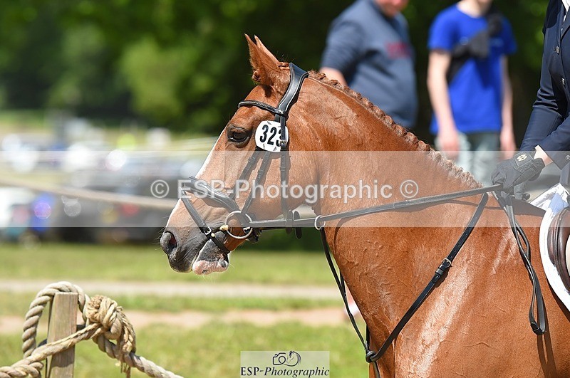 230528-113326-15264 - 323-CHESTNUT_BOBBY-Molly_Fletcher-SUNTrotUp+SJ