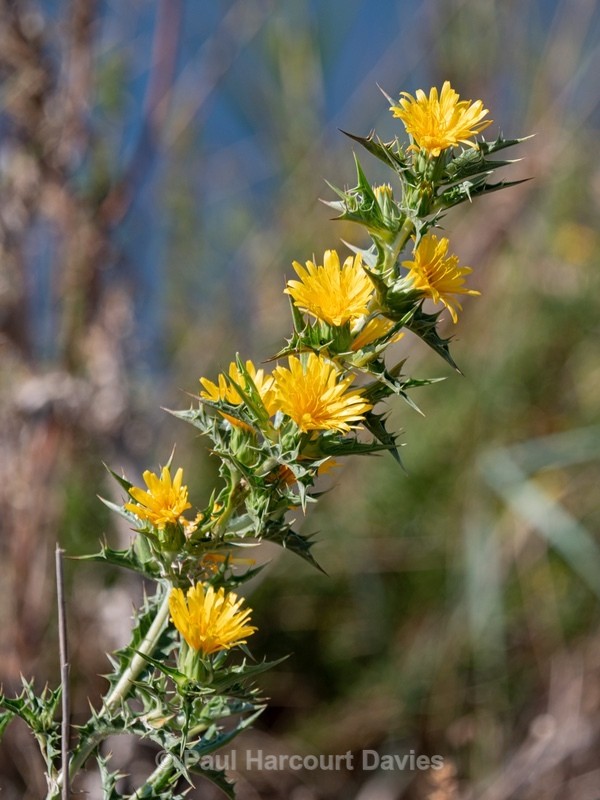 Spanish Oyster Plant (Scolymus hispanicus)  - Gargano - Wild Flowers