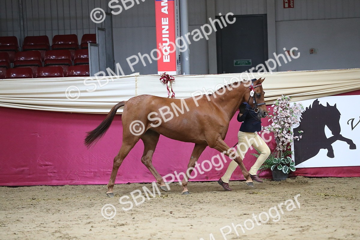 SBM_06385 - Class 9R Regional- IH Pre Vet